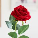 Fleurs artificielles roses rouges 5 pi ces R el De Regarder Velours Tactile Faux Rose W.jpg